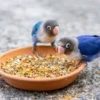 Mengapa Biji Kenari Sangat Baik untuk Burung Peliharaan Anda? Berikut 6 Rekomendasi Makanan Burung yang Berkua