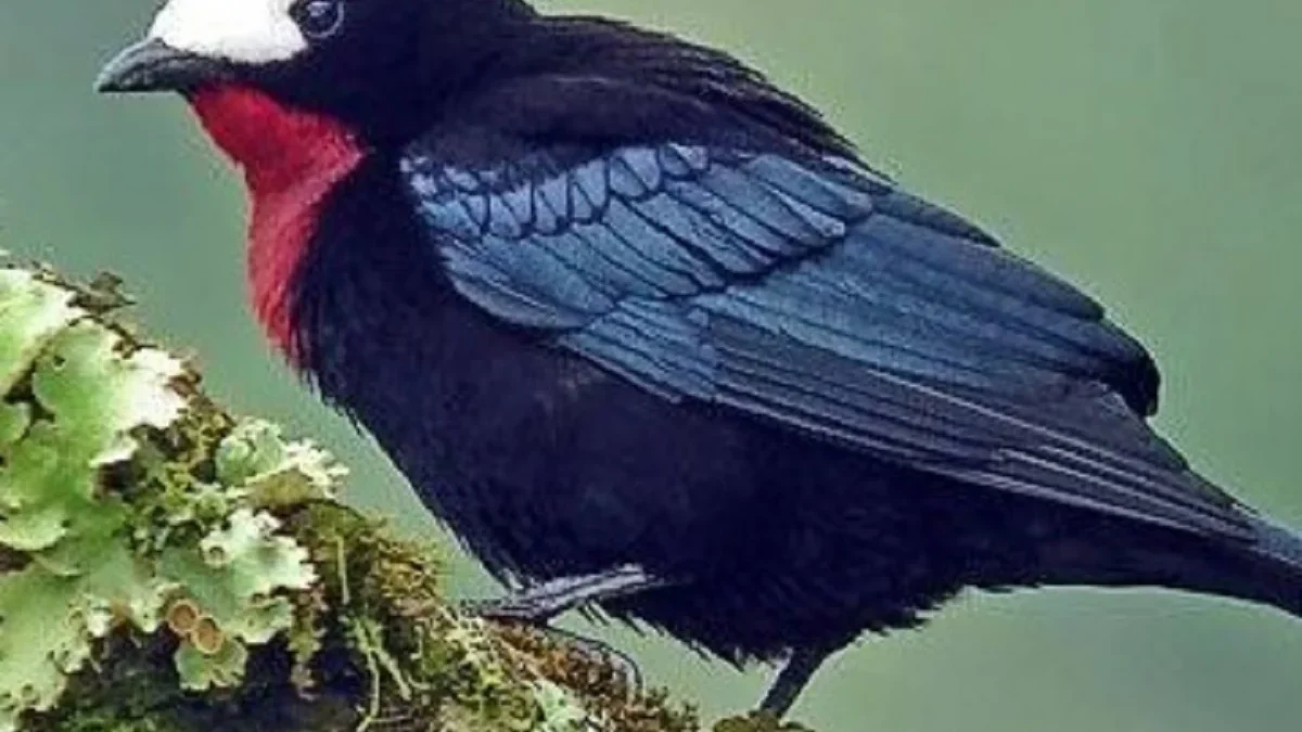 6 Fakta Unik Burung Paradise Tanager, Burung yang Sangat Menarik 