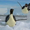 5 Fakta Menarik Tentang Penguin Kaisar, Jenis Penguin Terbesar di Dunia 