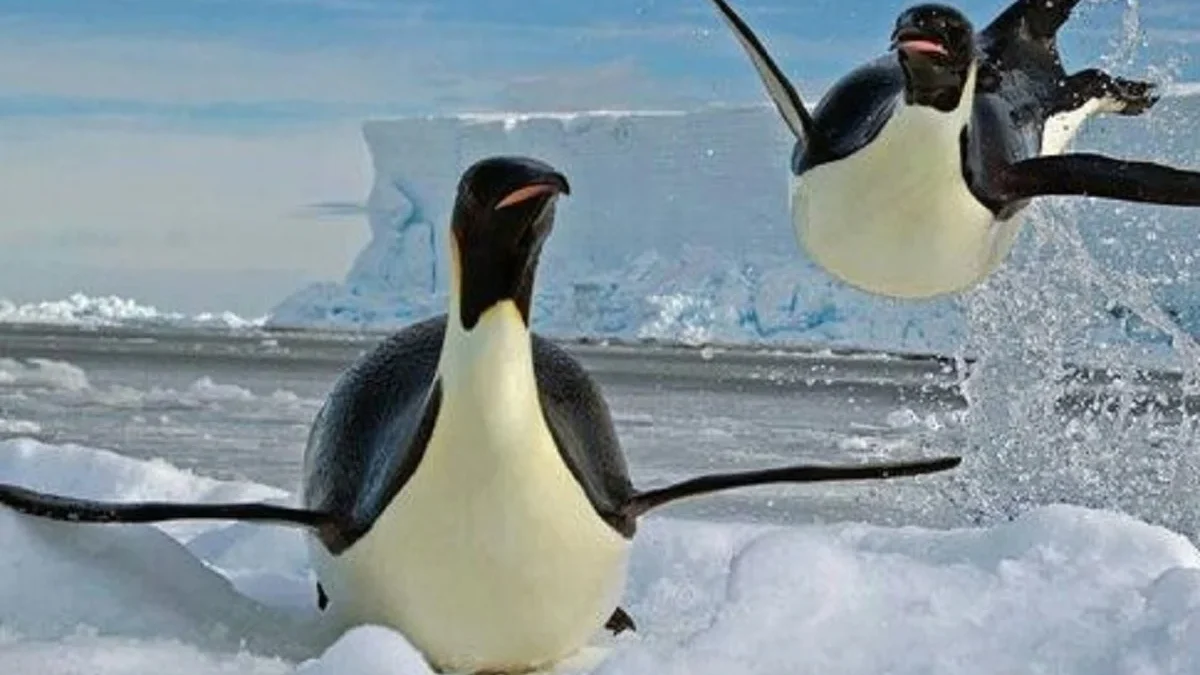5 Fakta Menarik Tentang Penguin Kaisar, Jenis Penguin Terbesar di Dunia 