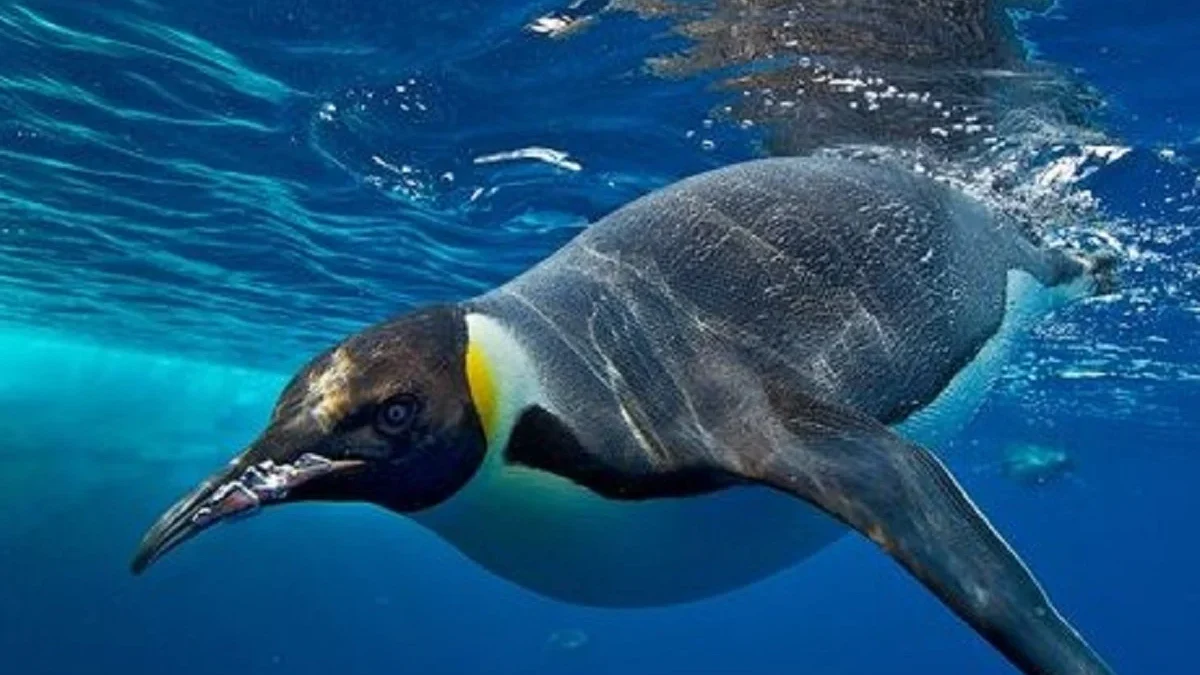 Bisa Menyelam di Laut, 5 Burung yang Ahli dalam Berenang dan Menyelam Bisa Menyelam di Kedalaman 300 Meter 
