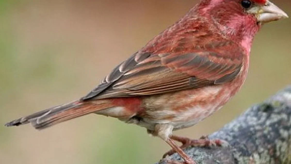 5 Fakta Unik Purple Finch, Burung Pemakan Biji yang Sangat Setia Pada Pasangan nya 