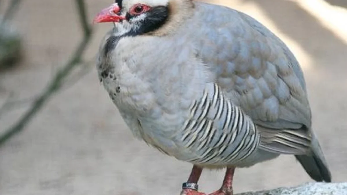 5 Spesies Burung Puyuh Gonggong, Burung Puyuh yang Sangat Eksotis 