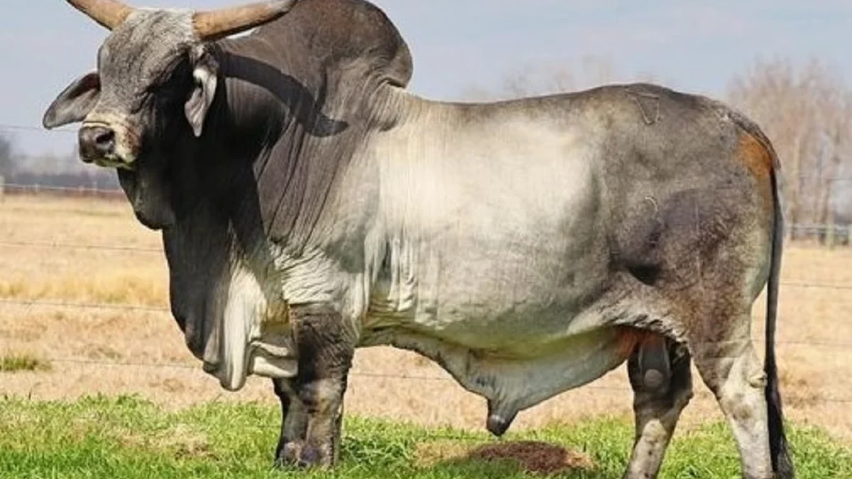 6 Fakta Menarik Tentang Sapi Zebu, Sapi Berpunuk dari India yang Punya Kekebalan Tubuh Luar biasa 