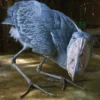 5 Fakta Tentang Bangau Shoebill, Jenis Burung Bangau yang Memiliki Paruh yang Kuat