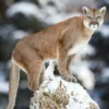 4 Hewan Unik yang Hidup di Taman Nasional Zion, yang Memiliki Penampilan Menakjubkan 