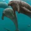 5 Fakta Tentang Sapi Laut Steller, Hewan yang Punah Karena Perburuan yang Terus Menerus 