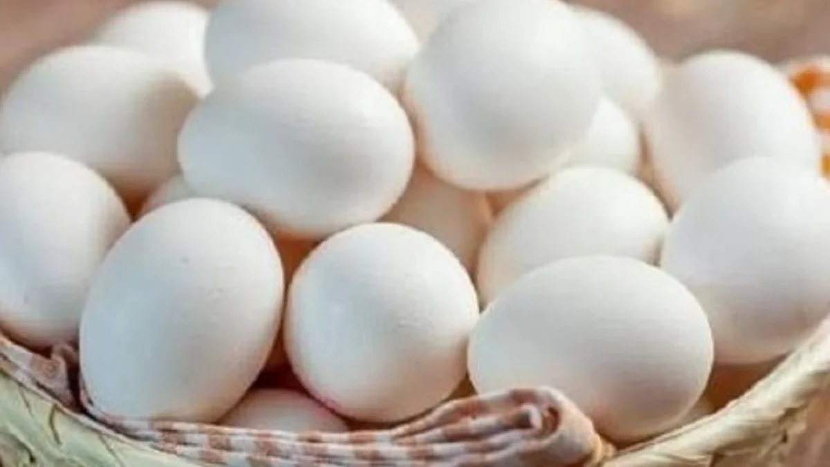 Manfaat Telur Ayam Kampung Untuk Kesehatan dan Kecantikan Serta Berat Badan