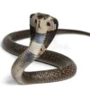 Cara Menangani dan Mencegah Gigitan Ular Kobra yang Sangat Mematikan 
