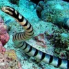 5 Reptil yang Biasanya Menghuni Pantai, Awas Ada Ular Laut yang Sangat Berbisa 