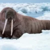 5 Fakta Menarik Walrus, Si Penyelam yang Hebat dan Bergading 