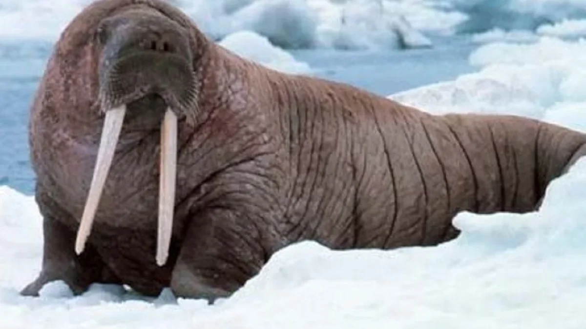 5 Fakta Menarik Walrus, Si Penyelam yang Hebat dan Bergading 