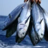 10 Manfaat Luar Biasa Ikan Tuna bagi Kesehatan Tubuh Anda