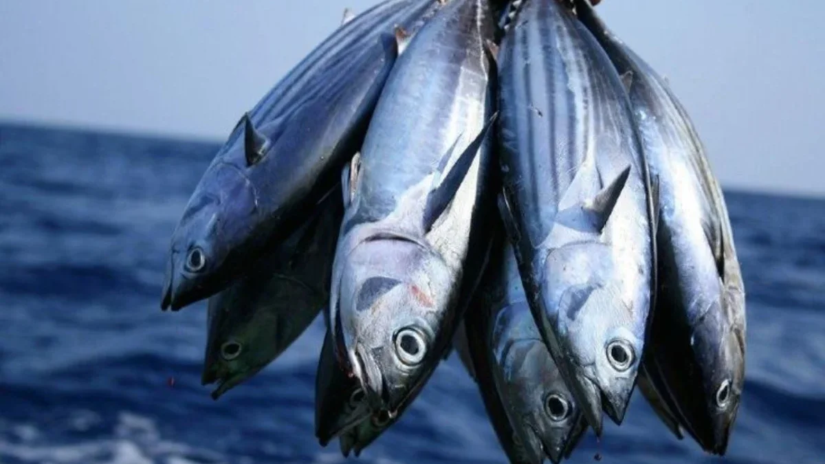 10 Manfaat Luar Biasa Ikan Tuna bagi Kesehatan Tubuh Anda