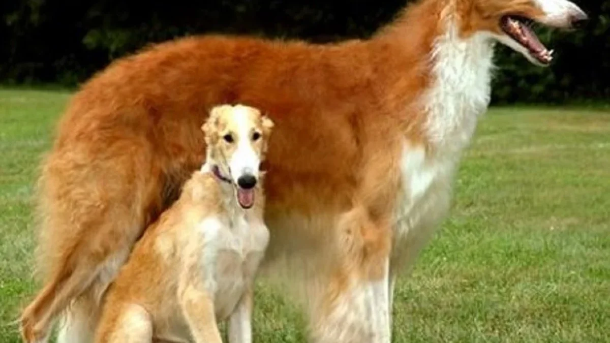 5 Fakta Menarik Anjing Russian Wolfhound , Jenis Anjing yang Memiliki Moncong Panjang 