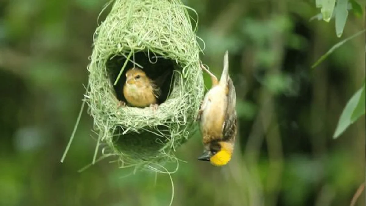 Keajaiban Arsitektur Alam dalam Sarang Burung Manyar yang Mengagumkan