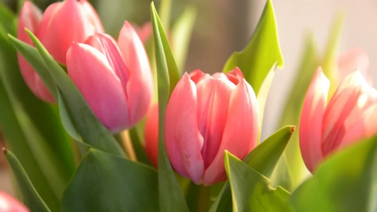 Mengenal Bunga Tulip! Sejarah, Makna Simbolis,