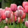 Tips Merawat Bunga Tulip agar Tetap Segar dan Indah