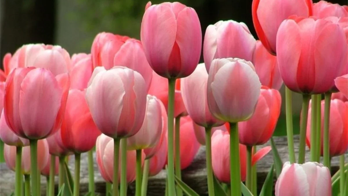 Tips Merawat Bunga Tulip agar Tetap Segar dan Indah