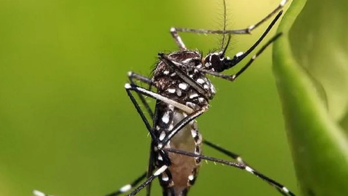 Bisa Menyebarkan dan Menularkan Penyakit Berbahaya , 5 Fakta Mengerikan Tentang Nyamuk Aedes Aegypti