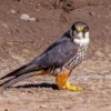Terbang Sangat Cepat, 5 Fakta Unik Burung Alap - Alap Layang, Predator Kecil dan Imut 