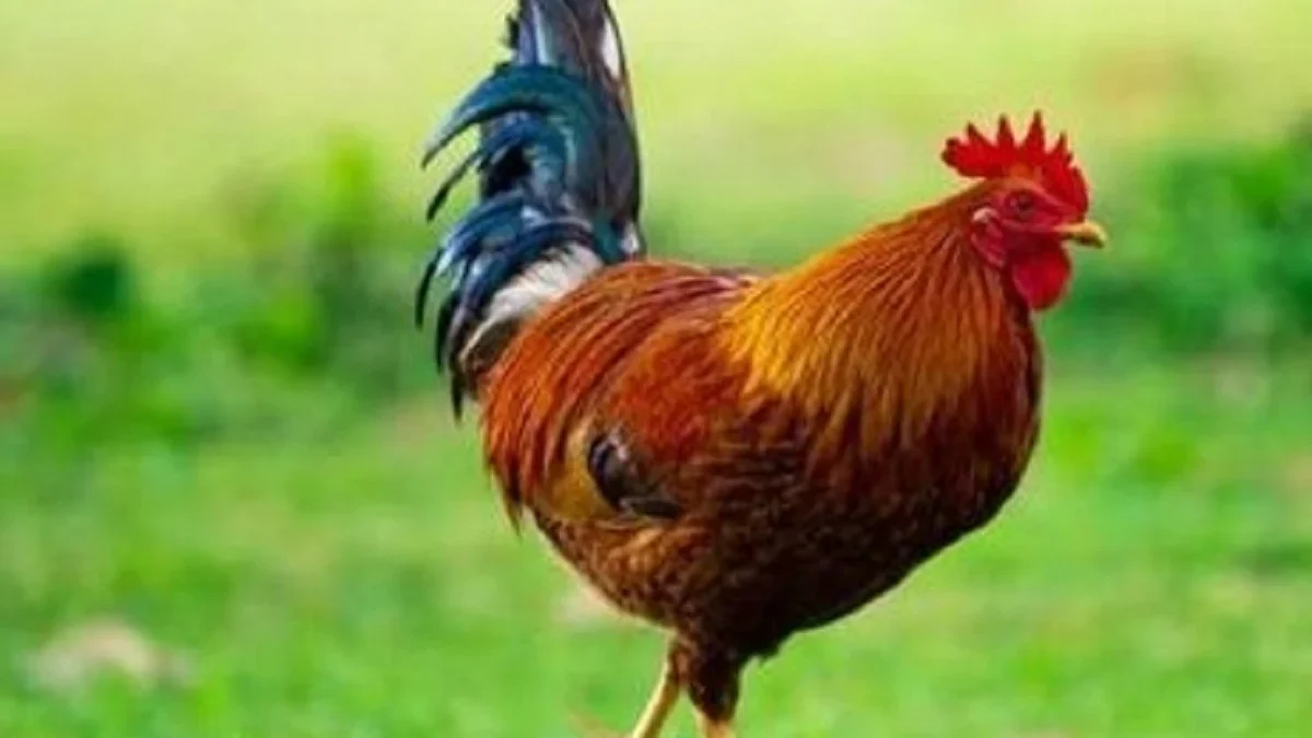 5 Jenis Ayam Pedaging yang Biasa Dikonsumsi, Ada yang Dari Indonesia juga 