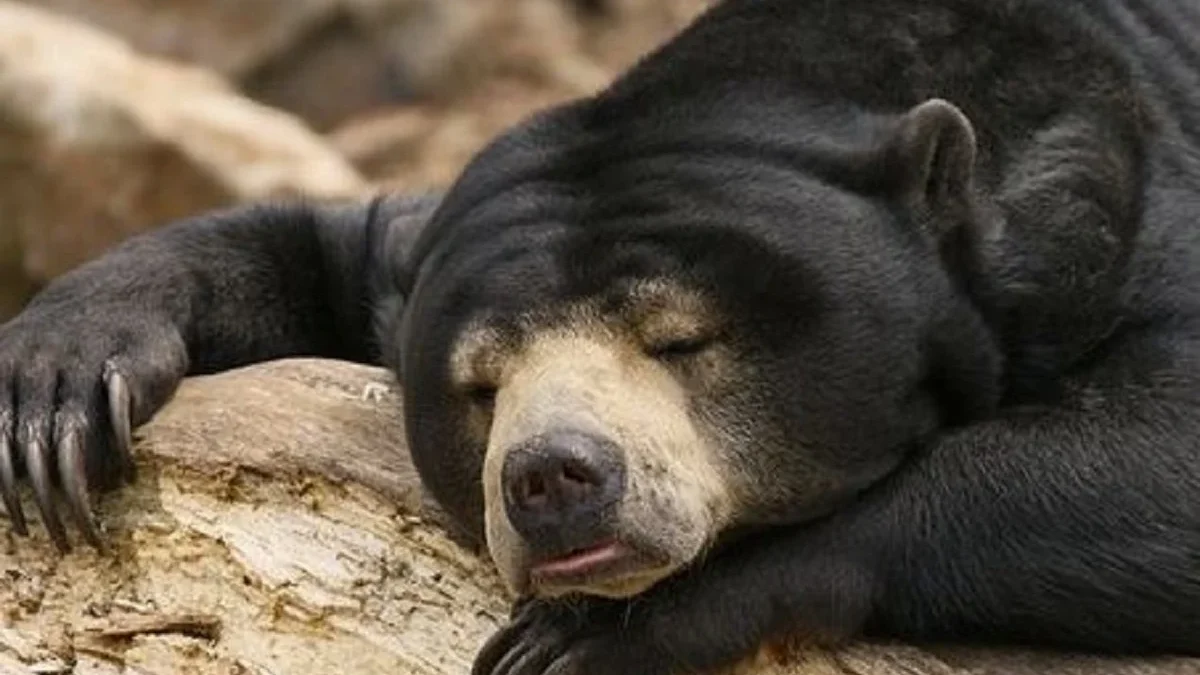 5 Fakta Beruang Madu, Satu – Satunya Beruang yang Hidup di Indonesia 