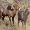 7 Fakta Domba Bighorn yang Sangat Agresif Apabila Musim Kawin Tiba 