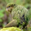 5 Fakta Menarik Burung Kakapo, Burung Endemik Asal Selandia Baru Tidak Bisa Terbang dan Hampir Punah 