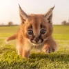 Hati-hati Terpesona! Berikut 7 Fakta Menakjubkan Kucing Caracal yang Bikin Kamu Jatuh Cinta