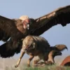Terbesar, 5 Fakta Menarik Burung Condor Andes, Burung Pemangsa dan Pemakan Bangkai Terbesar 