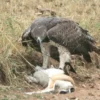 Penerbang Afrika, 5 Fakta Menakjubkan Burung Elang Martial, Si Penerbang Yang Kuat dan Juga Tangguh 
