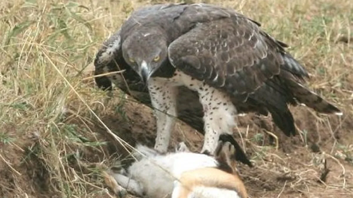 Penerbang Afrika, 5 Fakta Menakjubkan Burung Elang Martial, Si Penerbang Yang Kuat dan Juga Tangguh 