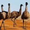 Burung Terbesar di Dunia, 5 Fakta Menarik Burung Emu, Burung Terbesar Di Dunia yang Masih Ada 