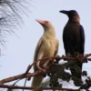 Hewan Pendendam, 5 Fakta Unik Burung Gagak, Burung Pembawa Sial Namun Cerdas 