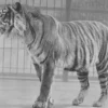Dipercaya Masih Ada, 5 Fakta Tentang Harimau Jawa, Jenis Harimau yang Sudah Punah 