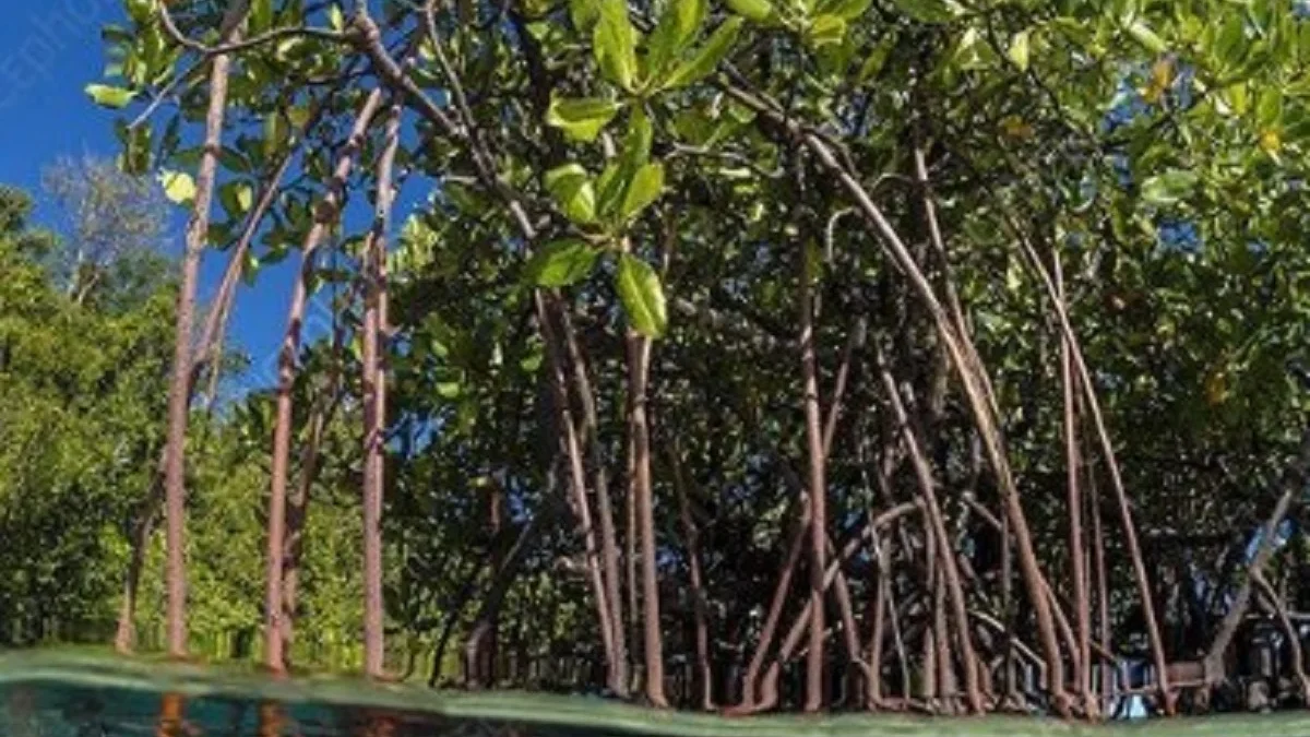 Sangat Banyak Manfaat, 5 Manfaat Pohon Mangrove Bagi Pantai, Penahan Gelombang Laut Agar Pantaii Tidak Abrasi 