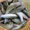 5 Fakta Tentang Ikan Lele Jawa, Jenis Ikan Lele yang Tersebar di Seluruh Jawa 