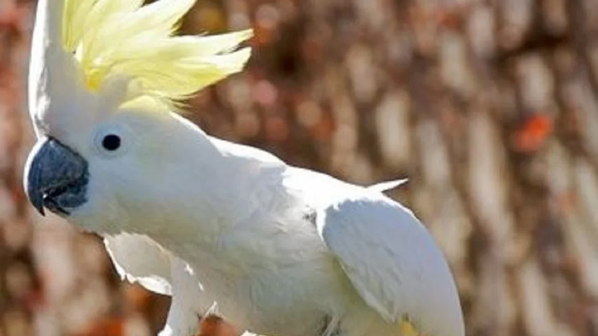 Sangat Mencolok dan juga Eksotis, Fakta Menarik Tentang Burung Kakak Tua Jambul Kuning