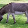 Keras Kepala Namun Hewan Cerdas, 5 Fakta Menarik Tentang Keledai, Hewan yang Memiliki Adaptasi yang Kuat 