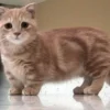 Gemoy, 5 Fakta Unik Kucing Muchkin, Si Cebol Menggemaskan Serta Penuh Akan Kontroversi 