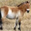 Masih Tersisa, 5 Fakta Menarik Kuda Prezewalski, Kuda Liar yang Masih Tersisa 