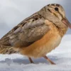 Paruh Panjang, 5 Fakta Unik Burung American Woodcock, Jenis Burung Berparuh Panjang Dari Amerika Utara 