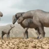 Mamalia Pra Sejarah Terbesar di Dunia, 5 Fakta Menakjubkan dari Paraceratherium yang Belum di Ketahui