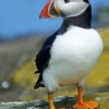 5 Fakta Unik Burung Puffin, Burung yang Banyak Menghabiskan Waktu Di Lautan yang Dingin