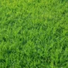 Sangat Cantik, 5 Jenis Tanaman Rumput Hias Untuk Taman Minimalis, Terlihat Semakin Cantik dan Hijau 