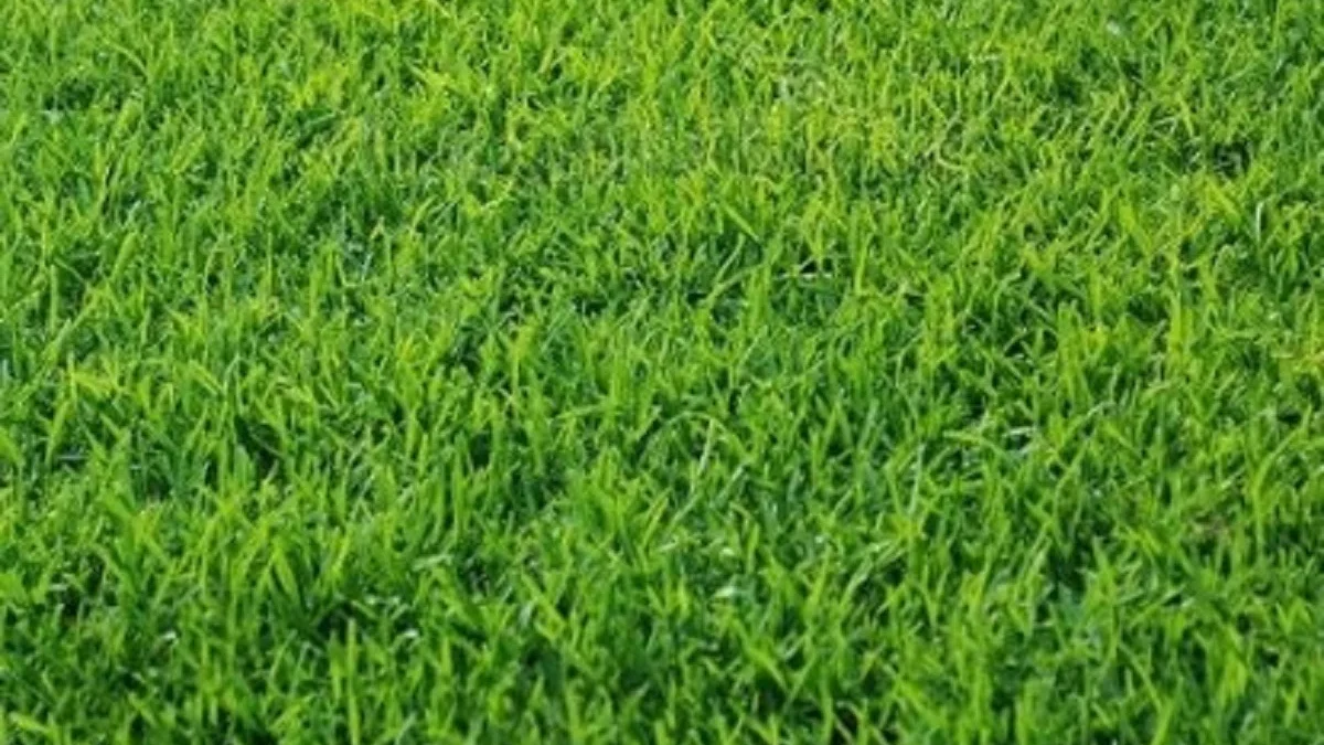 Sangat Cantik, 5 Jenis Tanaman Rumput Hias Untuk Taman Minimalis, Terlihat Semakin Cantik dan Hijau 
