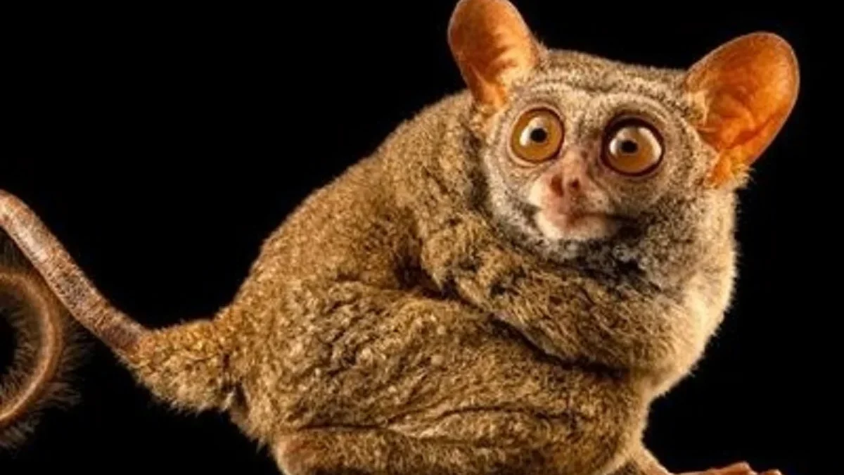 Memilki Mata yang Besar 5 Fakta Tentang Tarsius, Primata Terkecil di Dunia dan Juga Sangat Langka