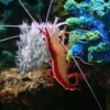 5 Jenis Udang Pembersih Aquarium Laut, Sangat Berguna Sebagai Pembersih dan Pemakan Sisa Makanan Ikan