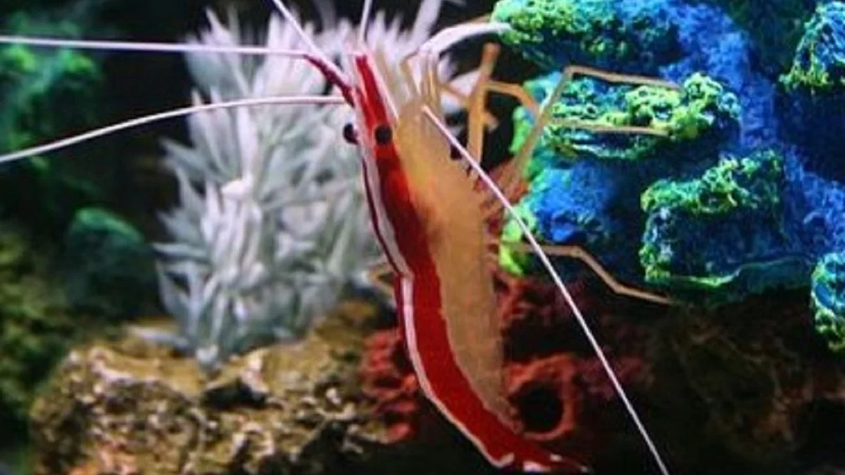 5 Jenis Udang Pembersih Aquarium Laut, Sangat Berguna Sebagai Pembersih dan Pemakan Sisa Makanan Ikan